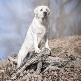 Tessa - Labrador Retriever