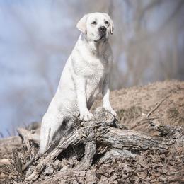 Tessa - Labrador Retriever