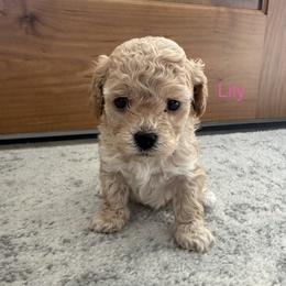 Lily - Apricot female Cavapoo puppy in Spanish Fork, Utah from Hamann's Cavapoo Puppies