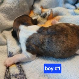 Boy 1 - Brindle and white male Shih Tzu puppy in Benbrook, Texas from 2 Sons & 4 Paws Puppies