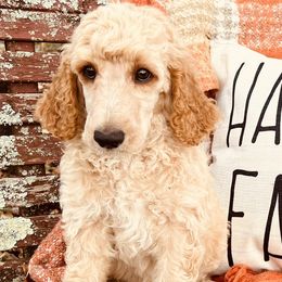 Anakin - Apricot Poodle puppy in Arkansas from Blackwood Poodles