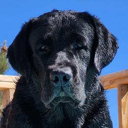 Labrador Retrievers from Sweet As Sugar Labradors