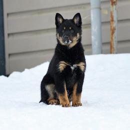 Purple girl - Kukka - Black and tan female Lapponian Herder puppy in Prattsburgh, New York from Maalattu Koirankoppi Lapponian Herders