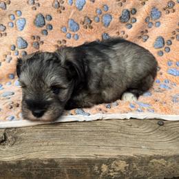Boone - Salt and pepper male Miniature Schnauzer puppy in Lockney, West Virginia from S&T Kennels