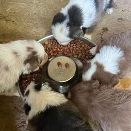 Aussiedoodle and Australian Shepherd Puppies from RoseWest Farms