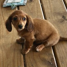 Dr. Pepper - Red male Dachshund puppy in Brave, Pennsylvania from Woodland Edge Cattery & Kennel