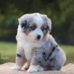 Miniature Australian Shepherd Puppies from Vigilante Mini Aussies