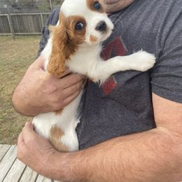 Cavalier King Charles Spaniel Puppies from Christina’s Cavaliers