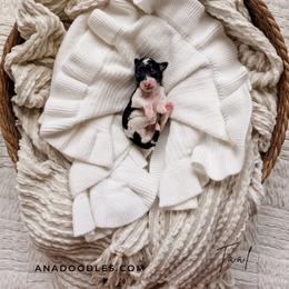 Taal - Black and white male Bernedoodle puppy in Cold Spring, Minnesota from A.N.A. Doodles