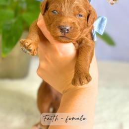 Faith - Red  female Goldendoodle puppy in Atlanta, Georgia from Teddy Puppies