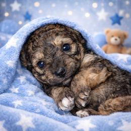 Gingerbread - Brindle and white male Shihpoo puppy in Hertford, North Carolina from Heaven Sent Shihpoo's