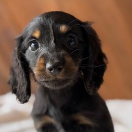 Bianca - Black and tan female Dachshund puppy in Pflugerville, Texas from Dream A Dream Dachshunds