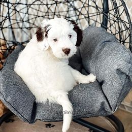Australian Labradoodle Puppies from Lilah Australian Labradoodles