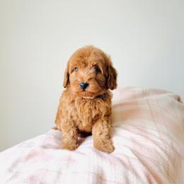 Cider - Red  female Goldendoodle puppy in Elizabethtown, Kentucky from Reddy Poodles & Doodles