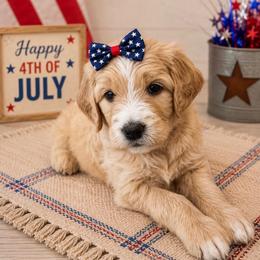 Cheer Bear - Apricot female Goldendoodle puppy in Rocky Point, North Carolina from CelticDoods
