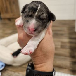 Brown - Black Merle Tuxedo - Merle male Bernedoodle puppy in Shelby, North Carolina from Forever Grateful Doodles