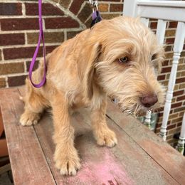 Purple Collar - Golden female Double Doodle puppy in Smiths Creek, Michigan from Dailers Doodles LLC