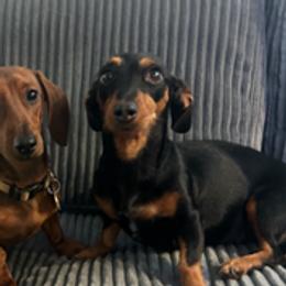 Queen - Dachshund