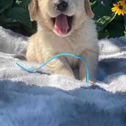 Golden Retriever Puppies from Chizan Goldens