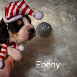 Ebony - Black brown and white female Basset Hound puppy in Mack's Creek, Missouri from Mack's Creek Basset Hounds