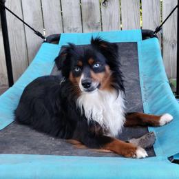 Reeses - Black tri male Miniature American Shepherd puppy in Springfield, Missouri from Sunrock Kennel