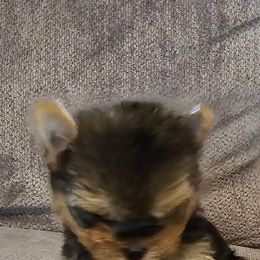 Yorkshire Terrier Puppies from Fall River Yorkies