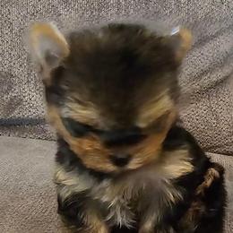 Yorkshire Terrier Puppies from Fall River Yorkies