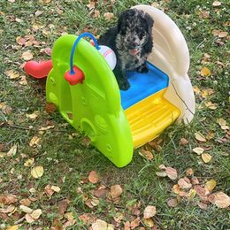 Goldendoodle, Labradoodle, Poodle, and Saint Berdoodle Puppies from Dent’s Doodles
