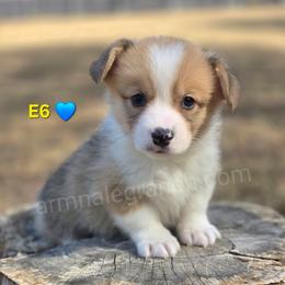 E6 - Red male Pembroke Welsh Corgi puppy in Jacksonville, Texas from ArmnalegRanch LLC