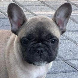 Dachshunds and French Bulldogs from Brooklyn Beefcakes
