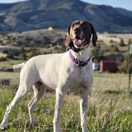 Half-tail - German Shorthaired Pointer