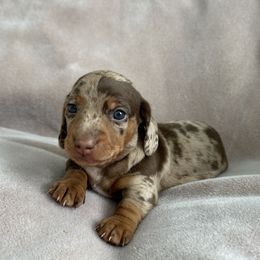 Dachshunds from Burton's Mini Dachshunds