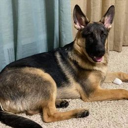 Alaskan Malamute and German Shepherd All Grown Up from Willowhaus
