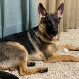 Alaskan Malamute and German Shepherd All Grown Up from Willowhaus