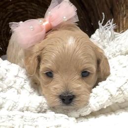 Rosie - Apricot female Maltipoo puppy in Spring, Texas from GlamPaw Maltipoos