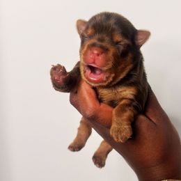Louie - Chocolate and tan male Yorkshire Terrier puppy in Winston Salem, North Carolina from Pawfectly Tailored Yorkie's