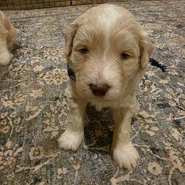 Butler-Blaze - Cream male Labradoodle puppy in Churchill County Fallon, Nevada from Card Family Ranch