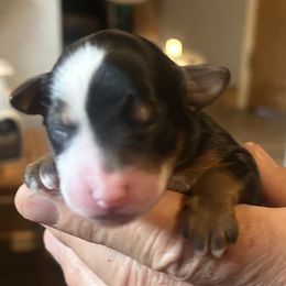 Maggie is 3 days old - Brown female Whoodle puppy in Crawford, Colorado from Saddle Mountain Doodles