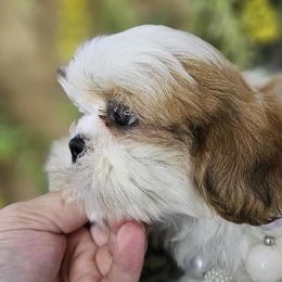 Cockapoos, Shihpoos, and Shih Tzus from Shelby Petty