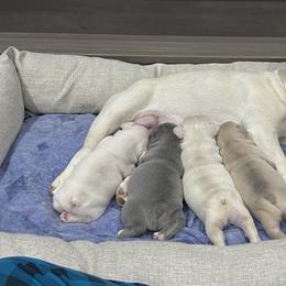 French Bulldogs from Camper Puppy