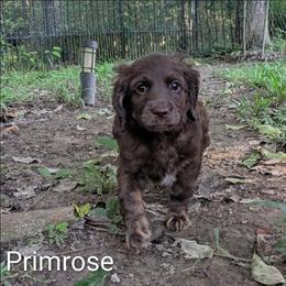 Primrose - Brown female Cockapoo puppy in Sunset, Louisiana from Cano Cockapoos