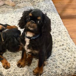 Absolem - Black and tan male English Toy Spaniel puppy in Pennsylvania from Enchanting Charlies
