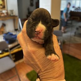 Picasso - Brindle male Boxer puppy in Las Vegas, Nevada from Venician Boxers