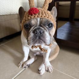 Teeter - French Bulldog