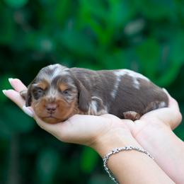 Star - Dapple female Dachshund puppy in Fort Myers, Florida from Blossom Paws
