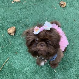 Shih Tzu Puppies from Socal Mother Of Shih Tzus