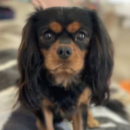 Ace - Cavalier King Charles Spaniel