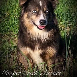 Villa - Miniature Australian Shepherd