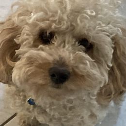 Josie - Cavapoo