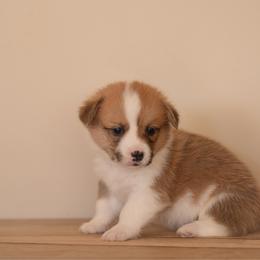 Red Collar - Tennessee - Red male Pembroke Welsh Corgi puppy in Waverly Hall, Georgia from 6g Ranch Corgis